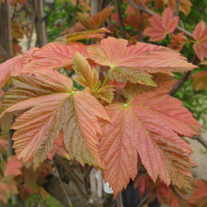 Клен белый, Явор