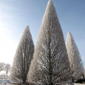 Граб ф.колонновидная Fastigiata