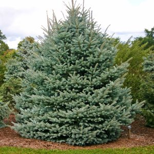 Ель колючая Fat Albert