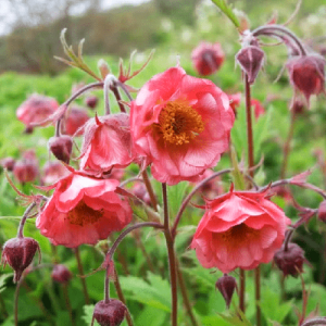 Гравилат Bohema Pink