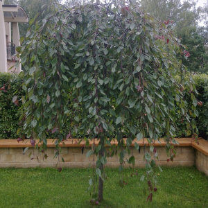 Яблоня Royal Beauty