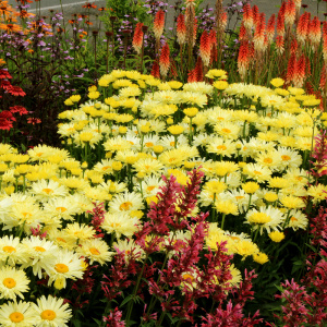 Нивяник (ромашка) Goldfinch