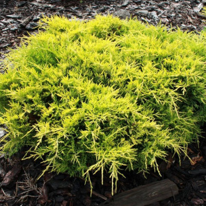 Можжевельник средний Gold Star