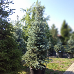 Ель колючая Fat Albert