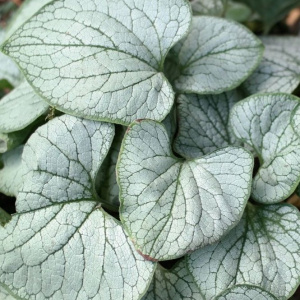  Бруннера крупнолистная Silver Heart