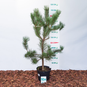 Сосна черная 