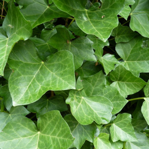 Плющ вечнозеленый Hibernica 