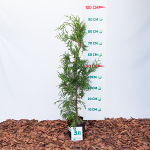 Туя западная Brabant