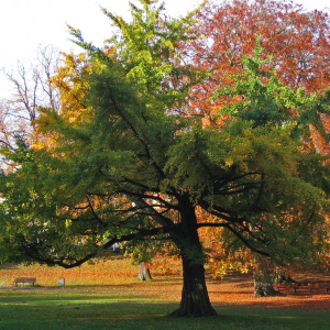 Гинкго билоба 