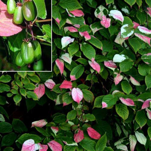 Актинидия коломикта Dr Szymanowski