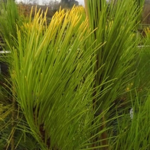 Сосна черная Goldfingers