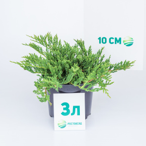 Можжевельник горизонтальный Prince of Wales