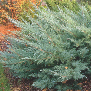 Можжевельник вергинский Hetz