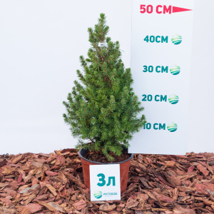 Ель канадская Conica