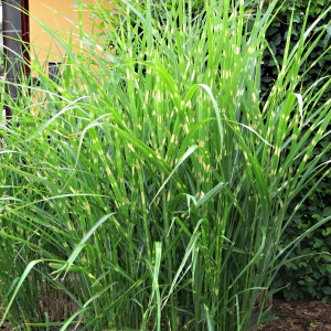 Мискантус китайский Strictus