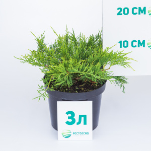 Можжевельник средний Old Gold