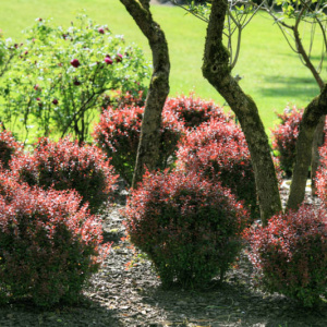 Барбарис тунберга Atropurpurea Nana			