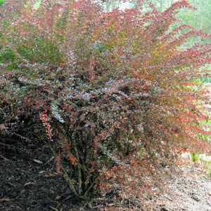 Барбарис тунберга Atropurpurea