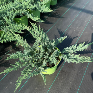 Можжевельник горизонтальный Blue Chip