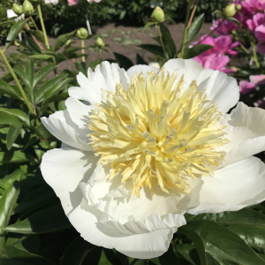 Пион `Violet Dawson`