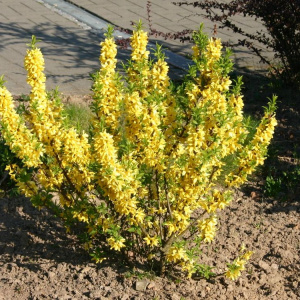 Форзиция промежуточная Goldrausch