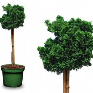 Кипарисовик тупой `Nana Gracilis`