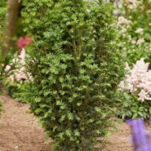 Тис средний Rising Star