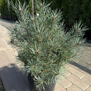 Сосна обыкновенная Chantry blue