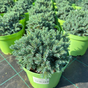 Можжевельник чешуйчатый Blue Star