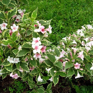 Вейгела цветущая Nana Variegata