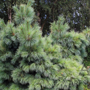 Сосна Шверина Wiethorst