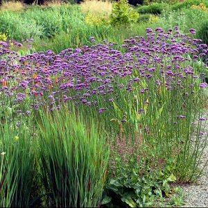 Вербена бонарская 