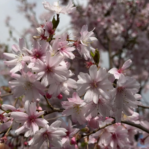 Вишня короткощетинистая Autumnalis Rosea