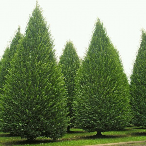 Граб ф.колонновидная Fastigiata