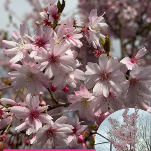 Вишня короткощетинистая Autumnalis Rosea