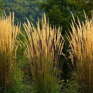 Вейник остроцветковый Karl Foerster