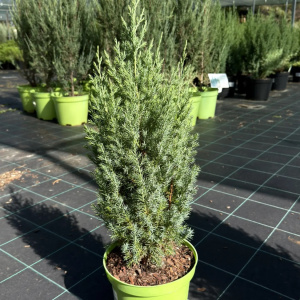 Можжевельник китайский Stricta