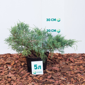 Можжевельник вергинский Hetz