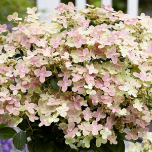 Гортензия метельчатая Polestar