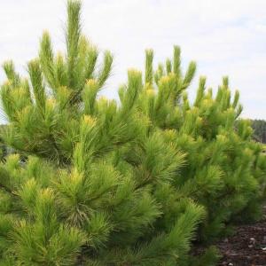 Сосна черная Goldfingers