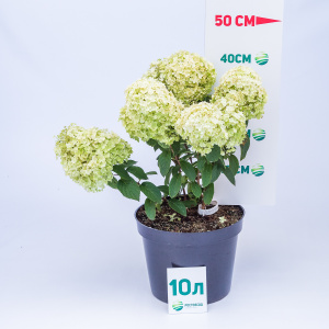 Гортензия метельчатая Bobo