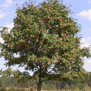 Рябина обыкновенная 