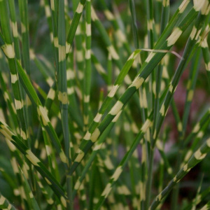 Мискантус китайский Strictus