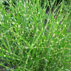 Мискантус китайский Strictus