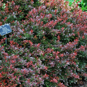 Барбарис тунберга Atropurpurea Nana			