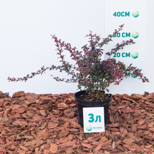 Барбарис тунберга Dart`s Red Lady