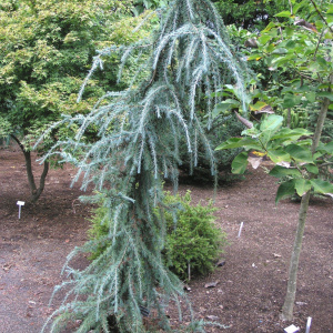 Ель энгельмана Snake