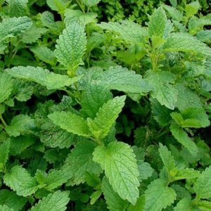 Мята земляничная 
