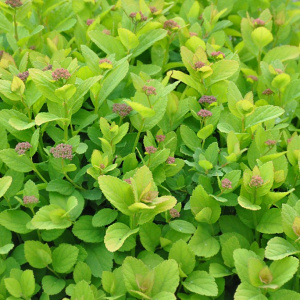 Спирея березолистная Pink Sparkler