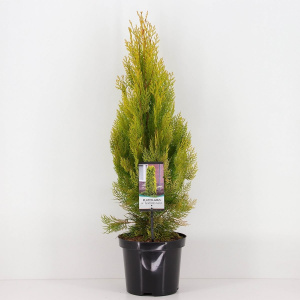 Туя восточная Pyramidalis Aurea